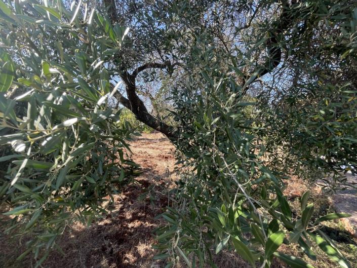 Image No.15-Maison / Villa de 1 chambre à vendre à Ostuni