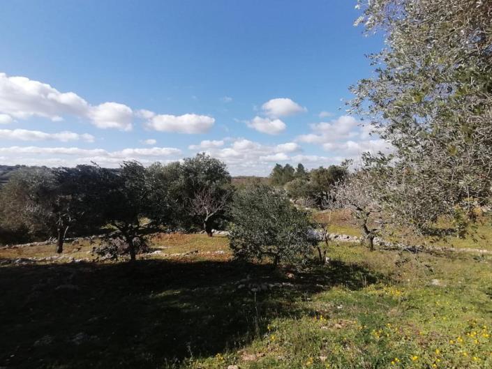 Image No.36-Trullo de 2 chambres à vendre à Ostuni