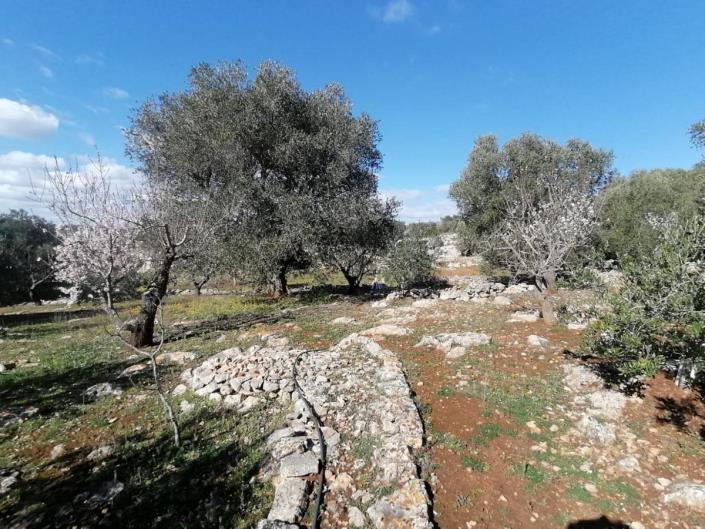 Image No.38-Trullo de 2 chambres à vendre à Ostuni