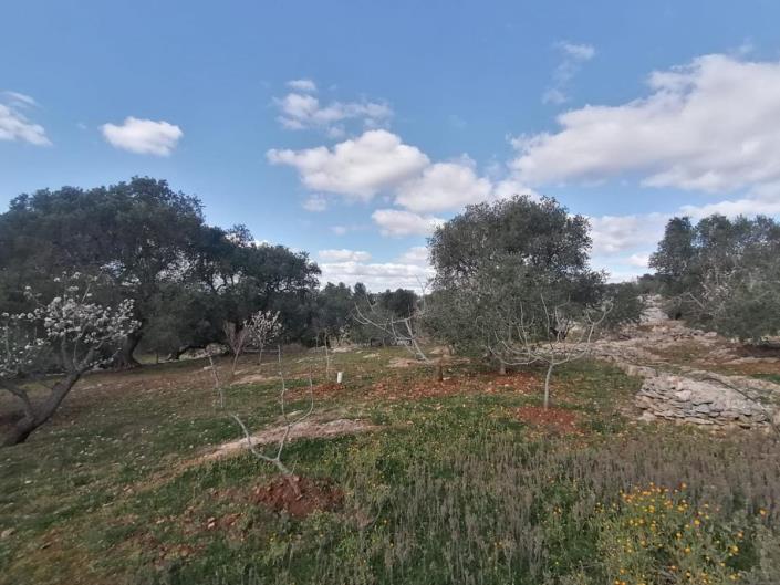 Image No.50-Trullo de 2 chambres à vendre à Ostuni