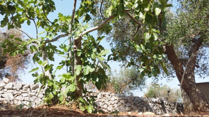 Image No.34-3 Bed Villa for sale