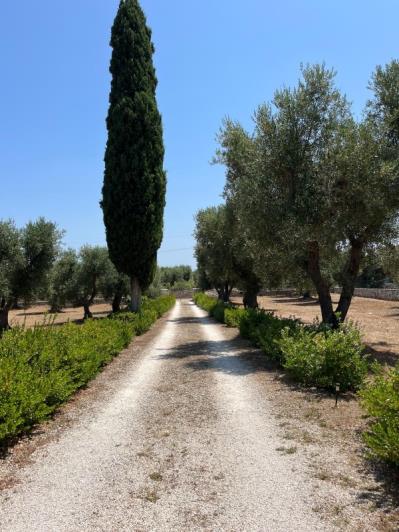 Image No.47-Maison / Villa de 2 chambres à vendre à Ostuni