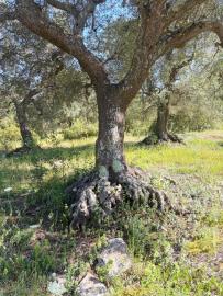 LA-TUA-IMMOBILIARE--Dimora-ChiobbicaChiobbica-2--7-
