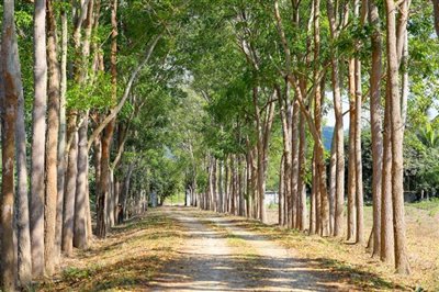 1 - Ban Khao, Terre