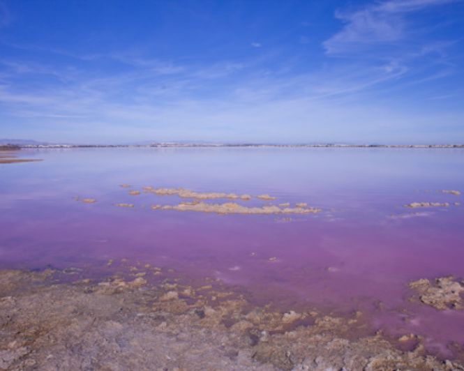 Image No.40-Villa de 2 chambres à vendre à Torrevieja