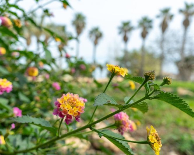 Image No.50-Villa de 2 chambres à vendre à Torrevieja