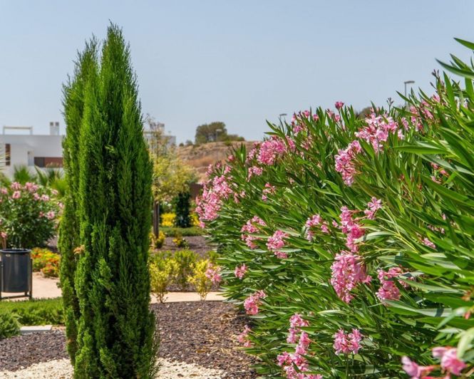 Image No.25-Appartement de 2 chambres à vendre à San Miguel de Salinas