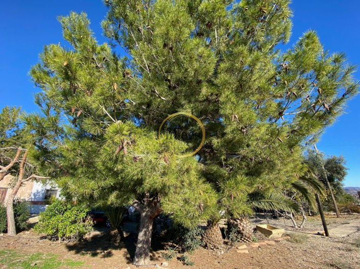 Image No.23-Maison de campagne à vendre à Mazarron