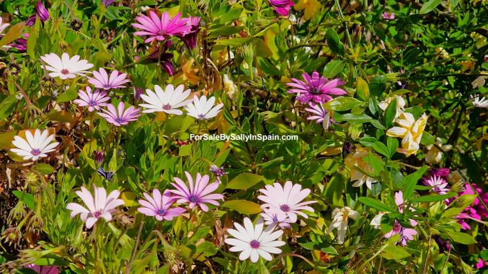 Image No.9-Villa de 6 chambres à vendre à Villalonga