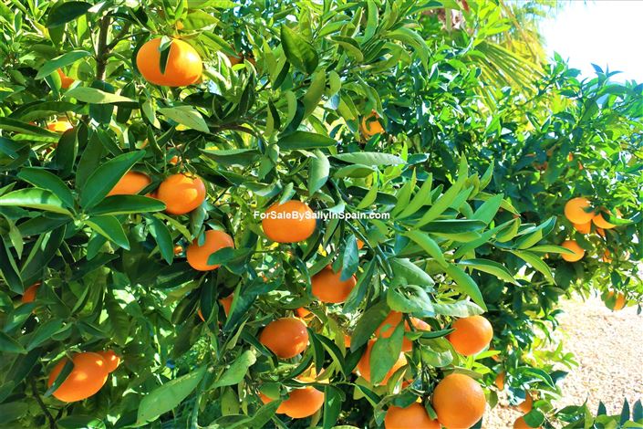 Image No.11-Villa de 4 chambres à vendre à Gandía