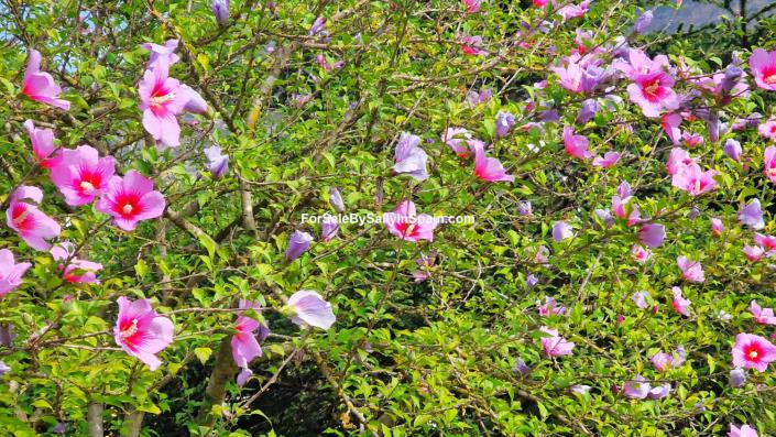 Image No.33-Villa de 4 chambres à vendre à Barx