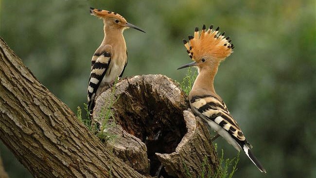 Image No.14-Villa de 5 chambres à vendre à Barxeta