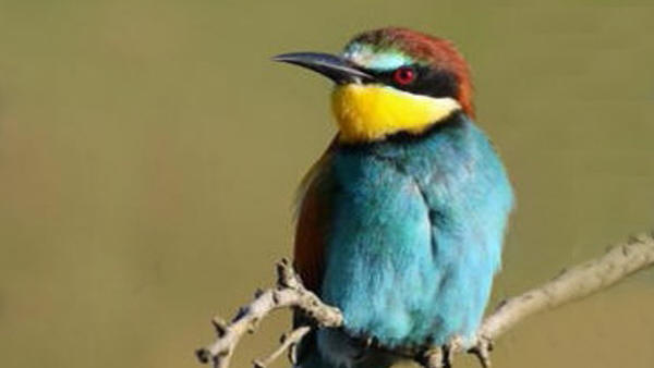 Image No.17-Villa de 5 chambres à vendre à Barxeta