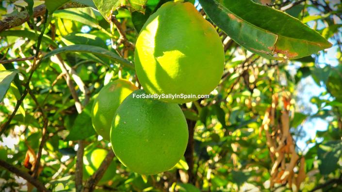 Image No.12-Villa de 8 chambres à vendre à Benicolet