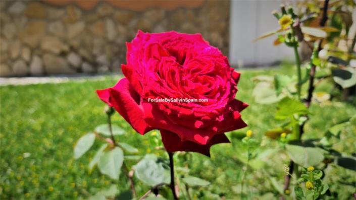 Image No.33-Villa de 3 chambres à vendre à La Drova