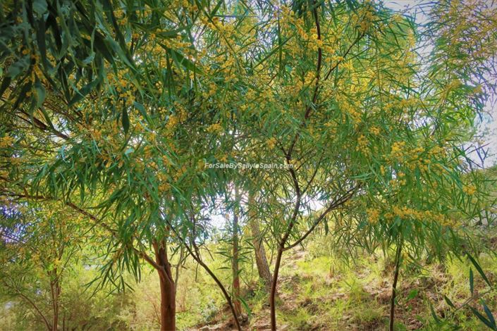 Image No.42-4 Bed Villa for sale