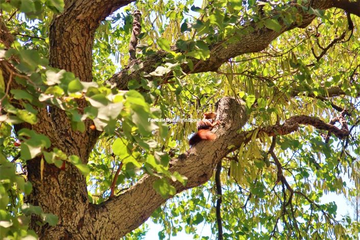 Image No.20-10 Bed Villa for sale