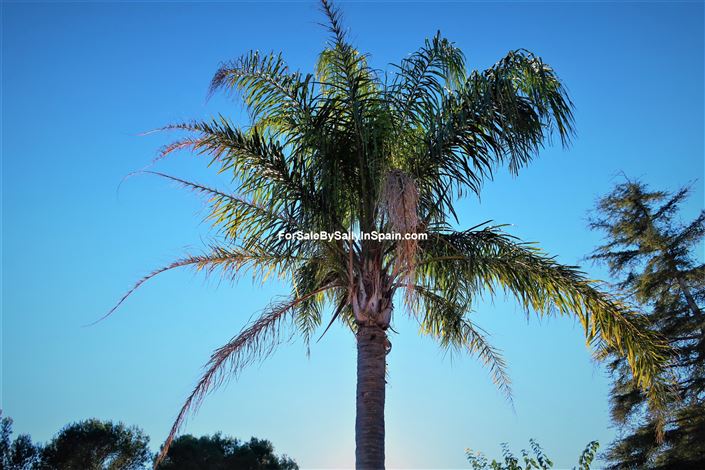 Image No.11-Villa de 5 chambres à vendre à Gandía