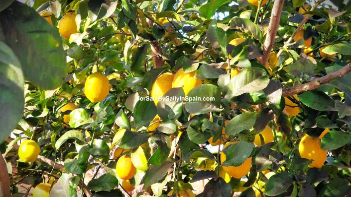 Image No.10-Villa de 4 chambres à vendre à Marxuquera