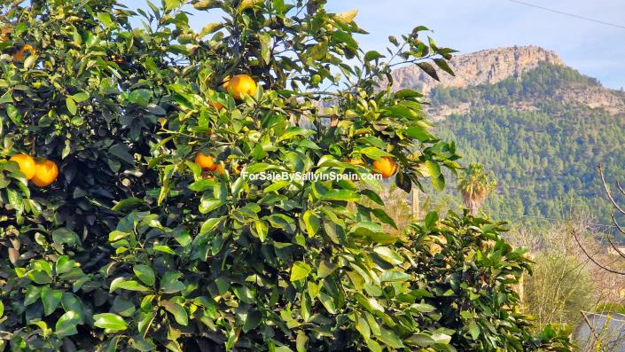 Image No.51-Villa de 4 chambres à vendre à Marxuquera