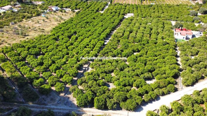 Image No.5-Terre à vendre à Alzira