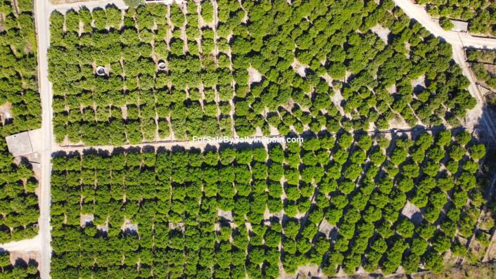 Image No.7-Terre à vendre à Alzira