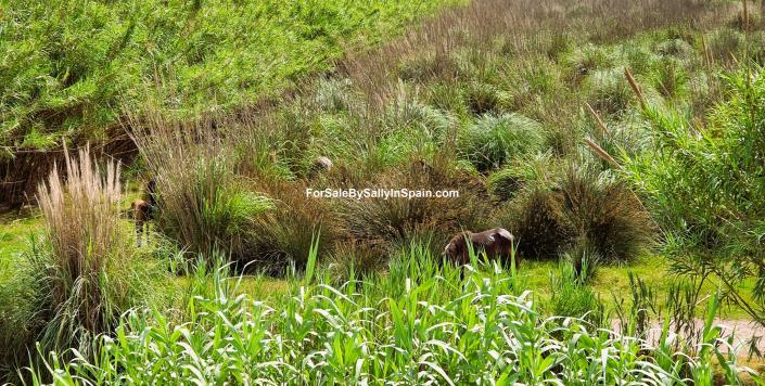Image No.12-Villa de 3 chambres à vendre à Gandía