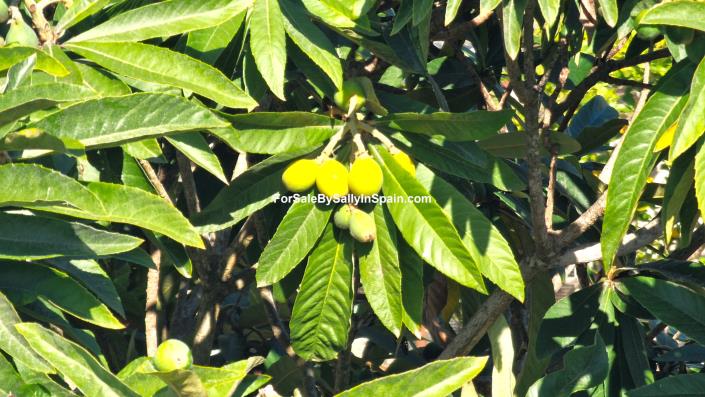 Image No.43-Villa de 3 chambres à vendre à Gandía