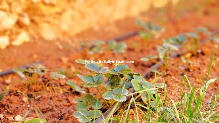 Image No.7-Maison de ville de 5 chambres à vendre à Castelló de Rugat