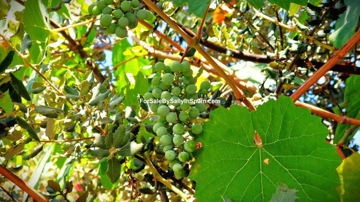 Image No.37-Villa de 3 chambres à vendre à L`Ollería