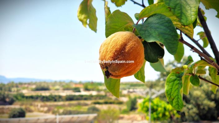 Image No.38-Villa de 3 chambres à vendre à L`Ollería