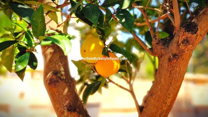 Image No.49-5 Bed Villa for sale