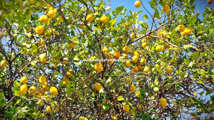 Image No.44-5 Bed Villa for sale