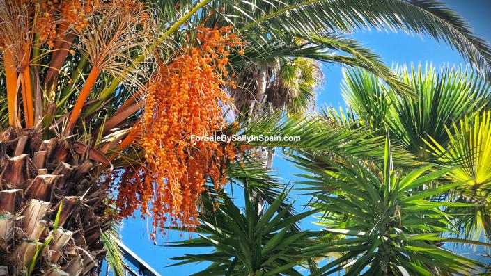 Image No.10-4 Bed Villa for sale