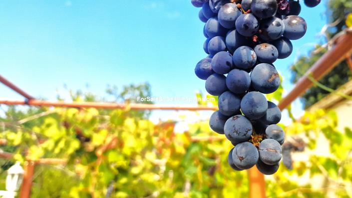 Image No.49-Villa de 3 chambres à vendre à Barx