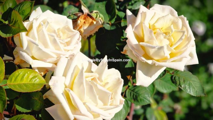 Image No.14-8 Bed Finca for sale