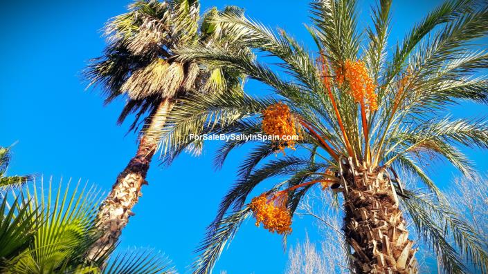 Image No.9-8 Bed Finca for sale