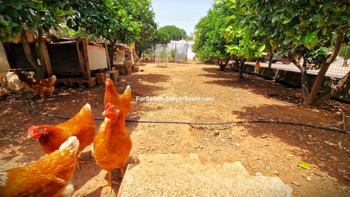 Image No.8-Villa de 4 chambres à vendre à Marxuquera