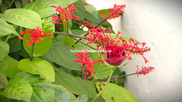 Image No.21-4 Bed Townhouse for sale