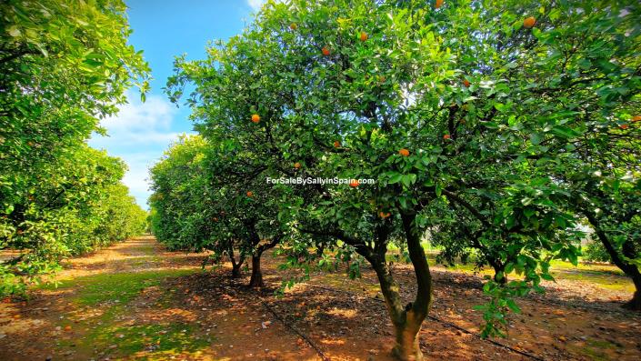 Image No.8-5 Bed Villa for sale