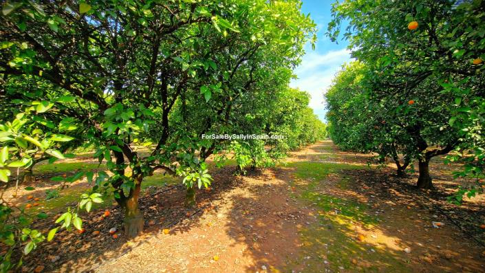 Image No.9-5 Bed Villa for sale