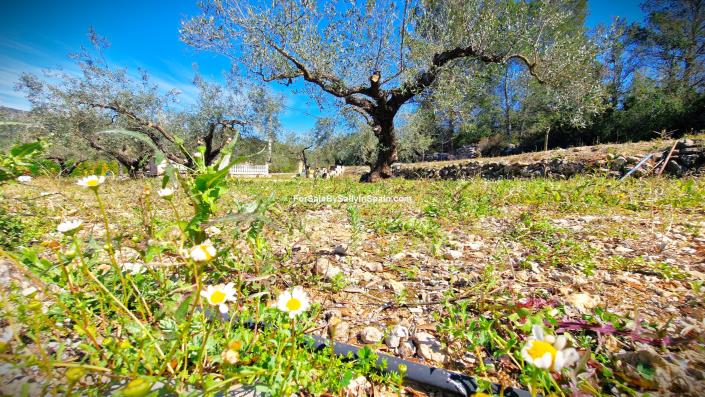 Image No.47-Villa de 3 chambres à vendre à Benigánim