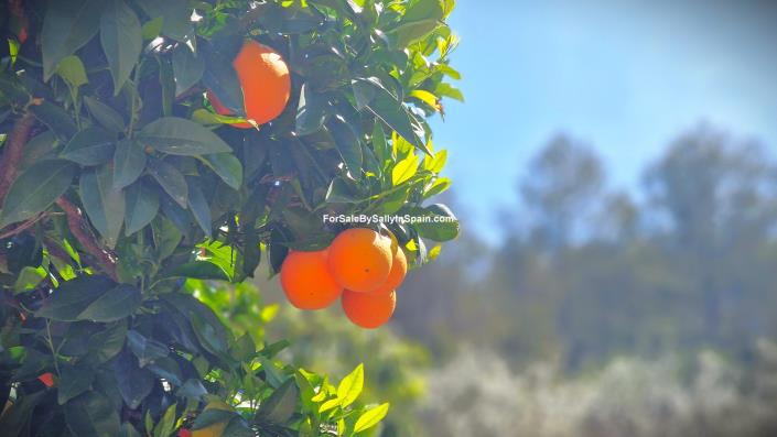 Image No.10-Villa de 3 chambres à vendre à Benigánim