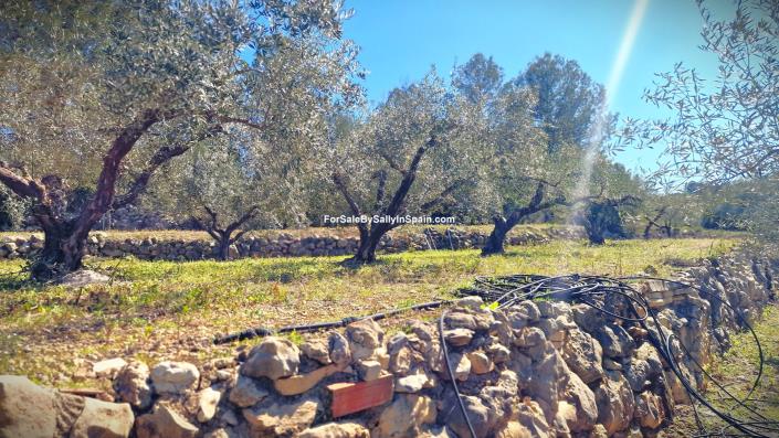 Image No.50-Villa de 3 chambres à vendre à Benigánim