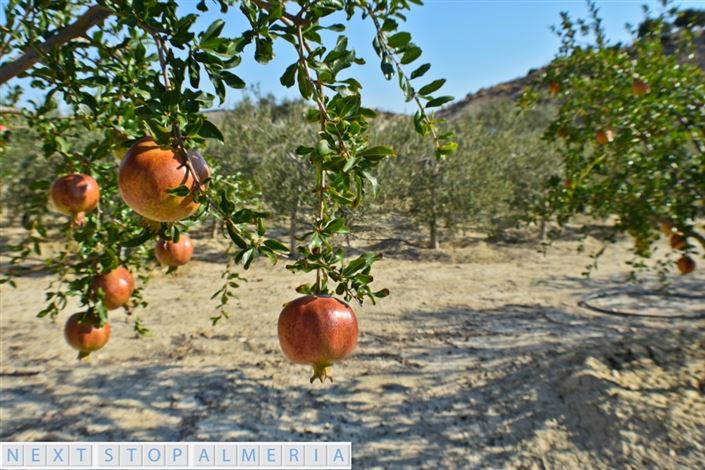 Image No.18-Propriété à vendre à Los Gallardos