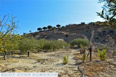 Olive trees
