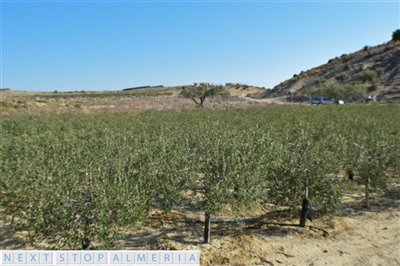 Olive Trees