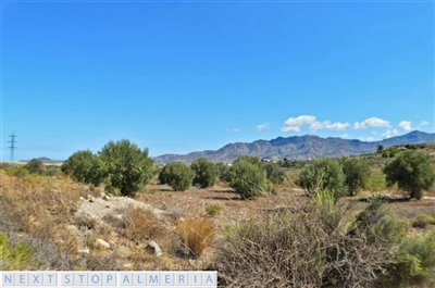 Plot 1 with olive trees