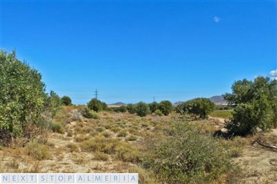 Plot 1 with olive trees