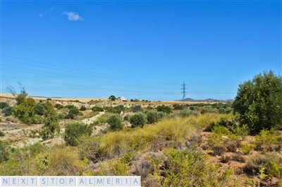 Plot 1 with olive trees